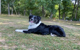 Australian Shepherd dogs for sale: Male 5 - Image 2