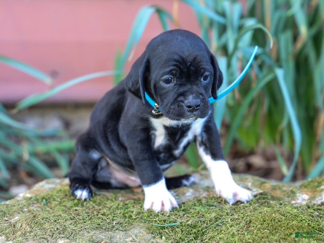 Walker Hound dogs for sale: Venjamin - Image 2