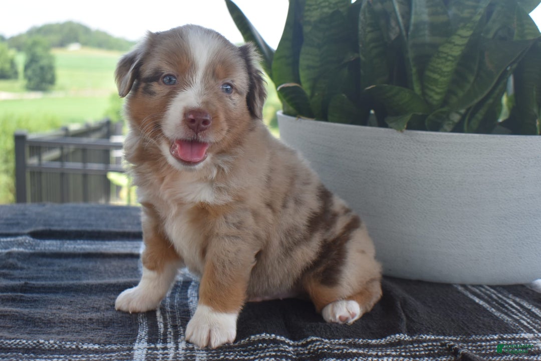 Australian Shepherd dogs for sale: Danny - Image 1