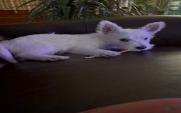 West Highland Terrier dogs for sale: Leo - Image 1