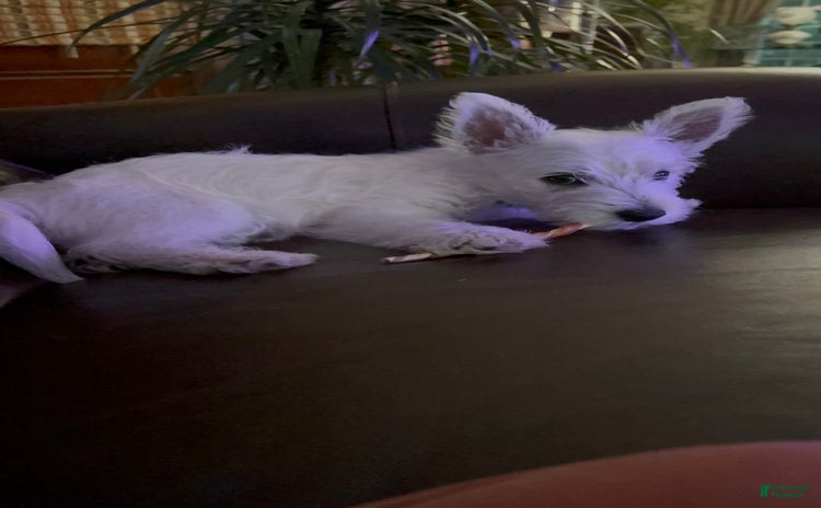 West Highland Terrier dogs for sale - Ad 1