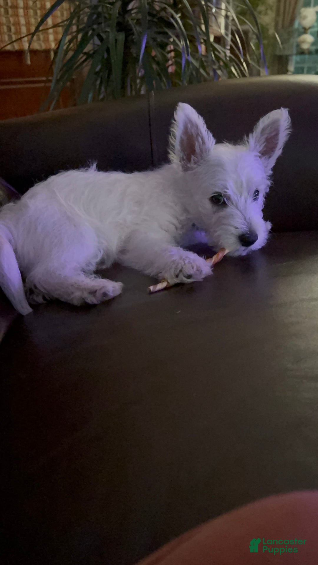 West Highland Terrier dogs for sale: Leo - Image 1