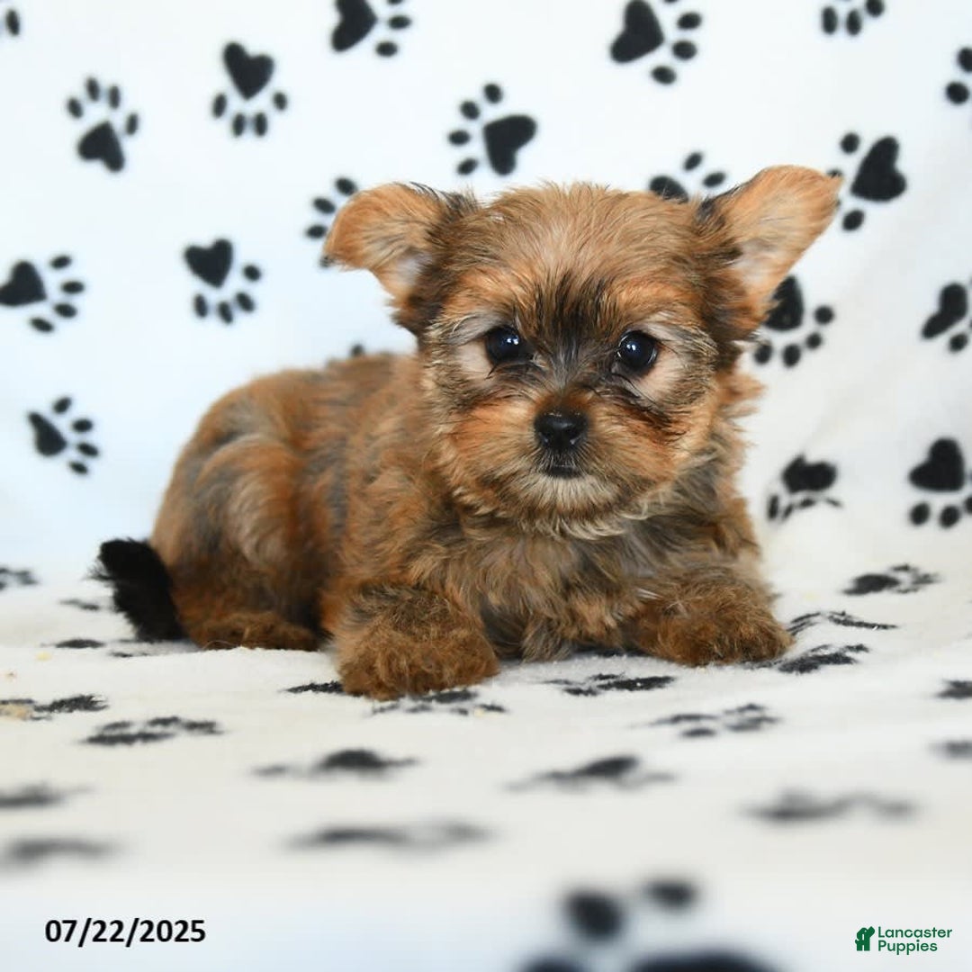 Shorkie dogs for sale: Kate - Image 4