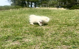 Samoyed dogs for sale: Siofra - Image 1