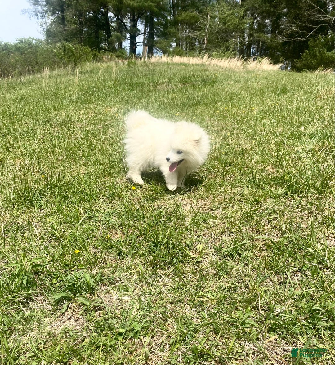 Samoyed dogs for sale: Siofra - Image 1