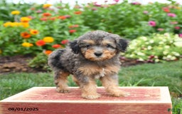 Miniature Poodle dogs for sale: Navy - Image 1