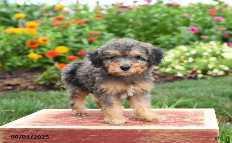 Miniature Poodle dogs for sale - Ad 3