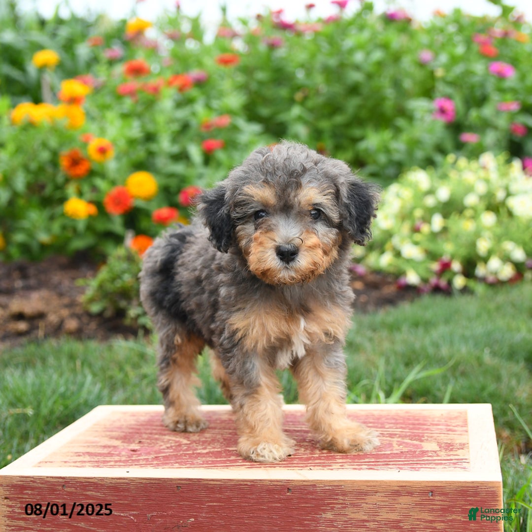 Miniature Poodle dogs for sale: Navy - Image 1