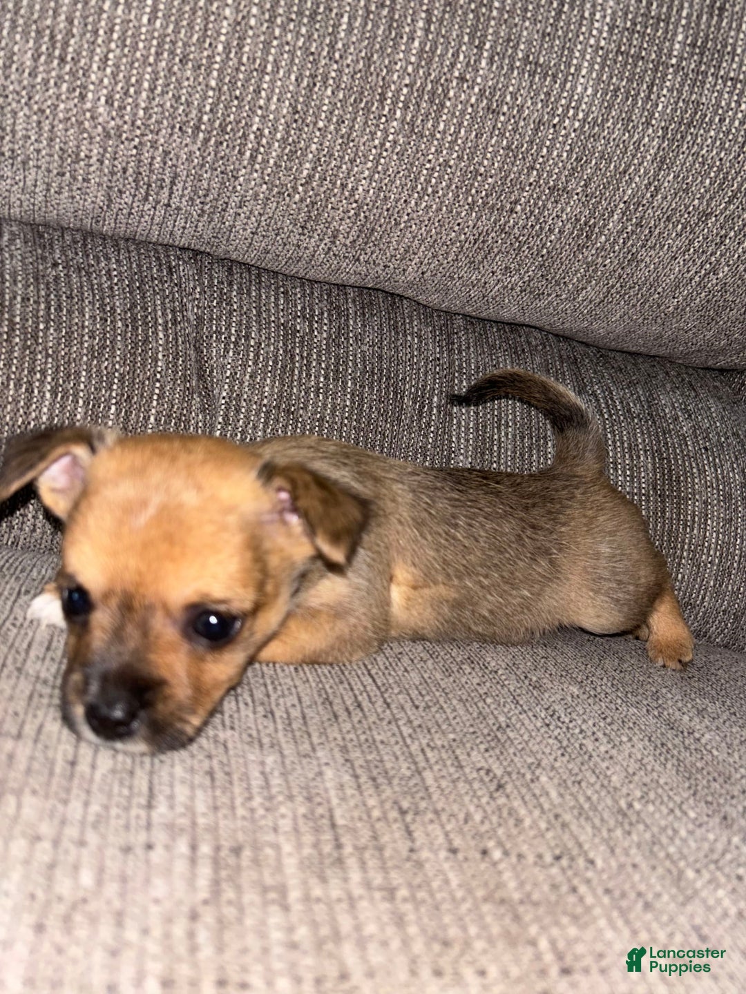 Morkie dogs for sale: Chloe - Image 5