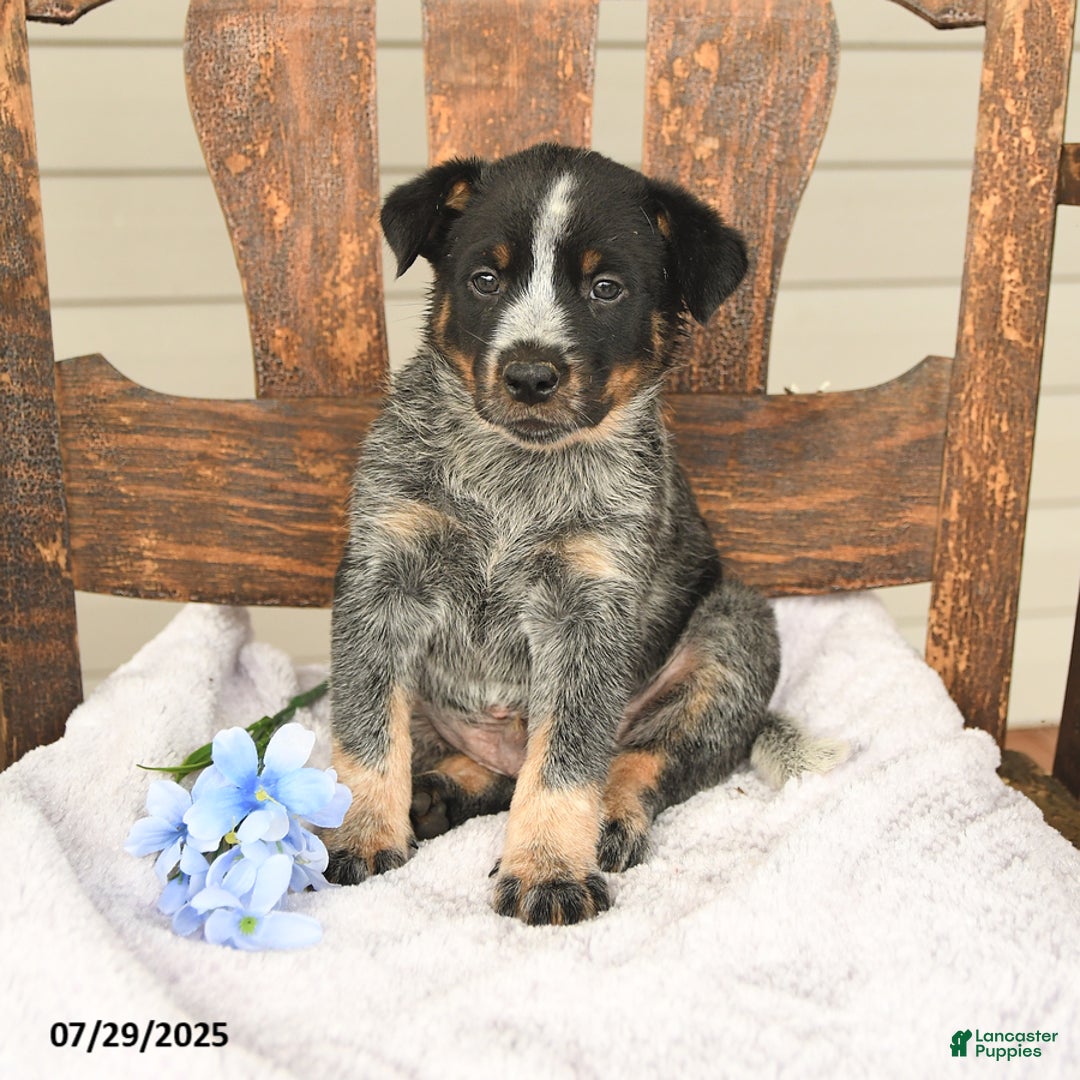 Australian Cattle Dog dogs for sale: Mike - Image 4
