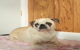 Pug dogs for sale: Amelia - Image 6