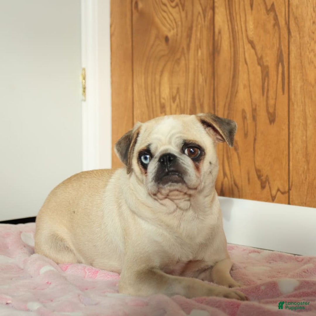 Pug dogs for sale: Amelia - Image 6