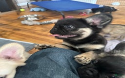 French Bulldog dogs for sale: Gotti - Image 1