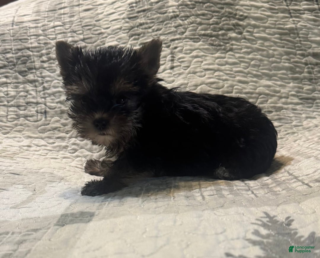 Yorkshire Terrier dogs for sale: Small male - Image 3