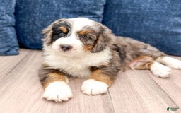 Mini Bernedoodle dogs for sale: Milo - Image 2