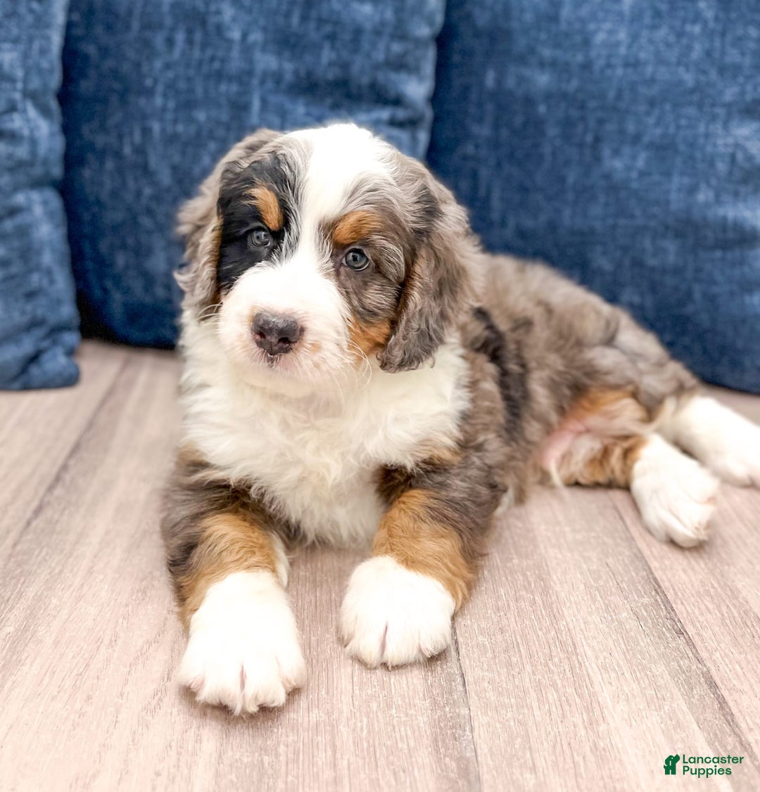 Mini Bernedoodle dogs for sale: Milo - Image 2