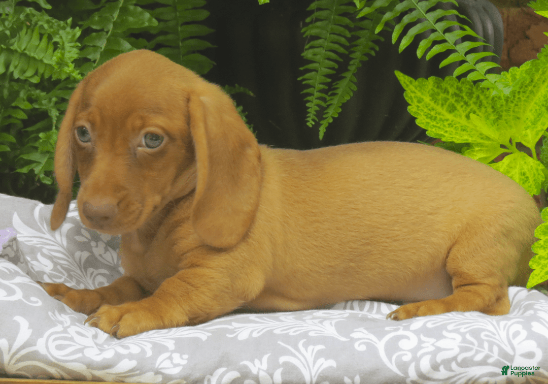 Miniature Dachshund dogs for sale: Tabitha - Image 3