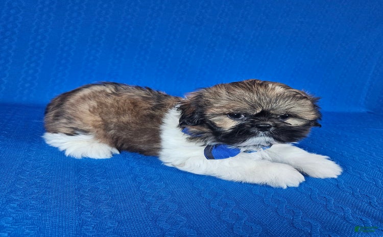 Shih Tzu dogs for sale - Ad 4