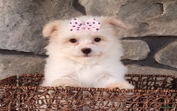 Havanese dogs for sale: Daisy - Image 5