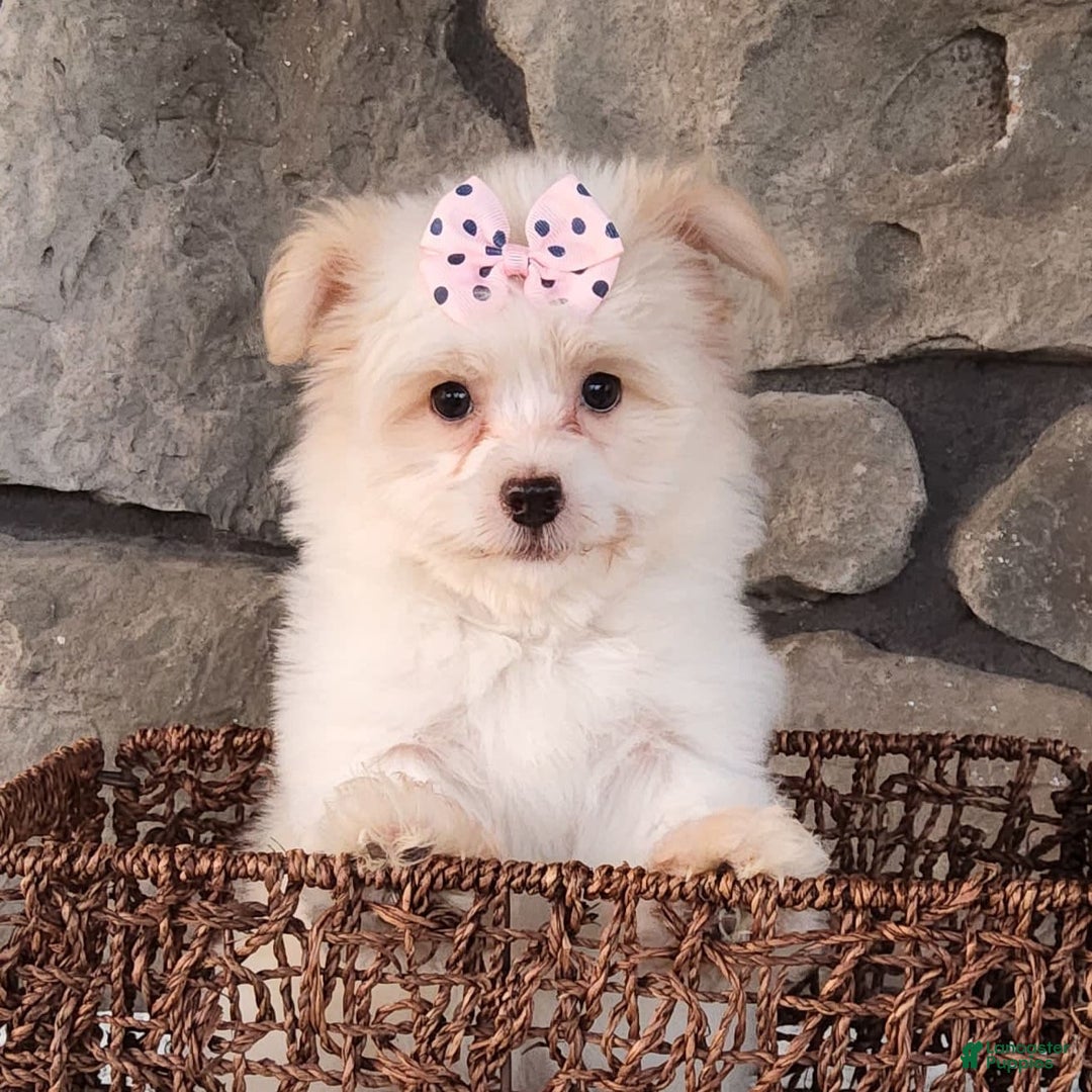 Havanese dogs for sale: Daisy - Image 5