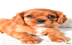 Cavalier King Charles Spaniel dogs for sale: Cavalier King Charles Spaniel 2 puppies - Image 6
