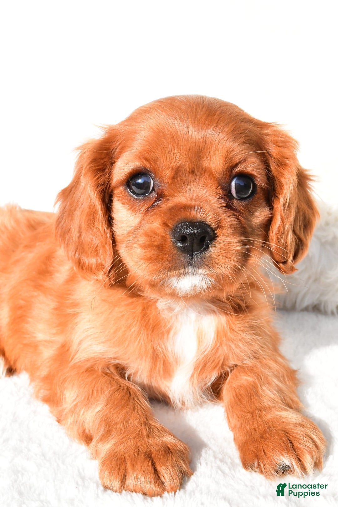 Cavalier King Charles Spaniel dogs for sale: Cavalier King Charles Spaniel 2 puppies - Image 6