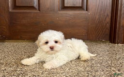 Havanese dogs for sale: Connor - Image 2