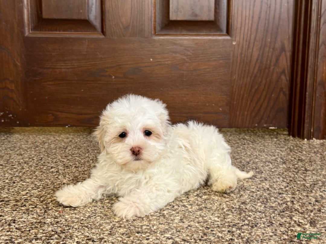 Havanese dogs for sale: Connor - Image 2