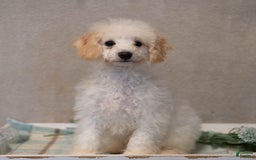 Bichpoo dogs for sale: Konnor - Image 1