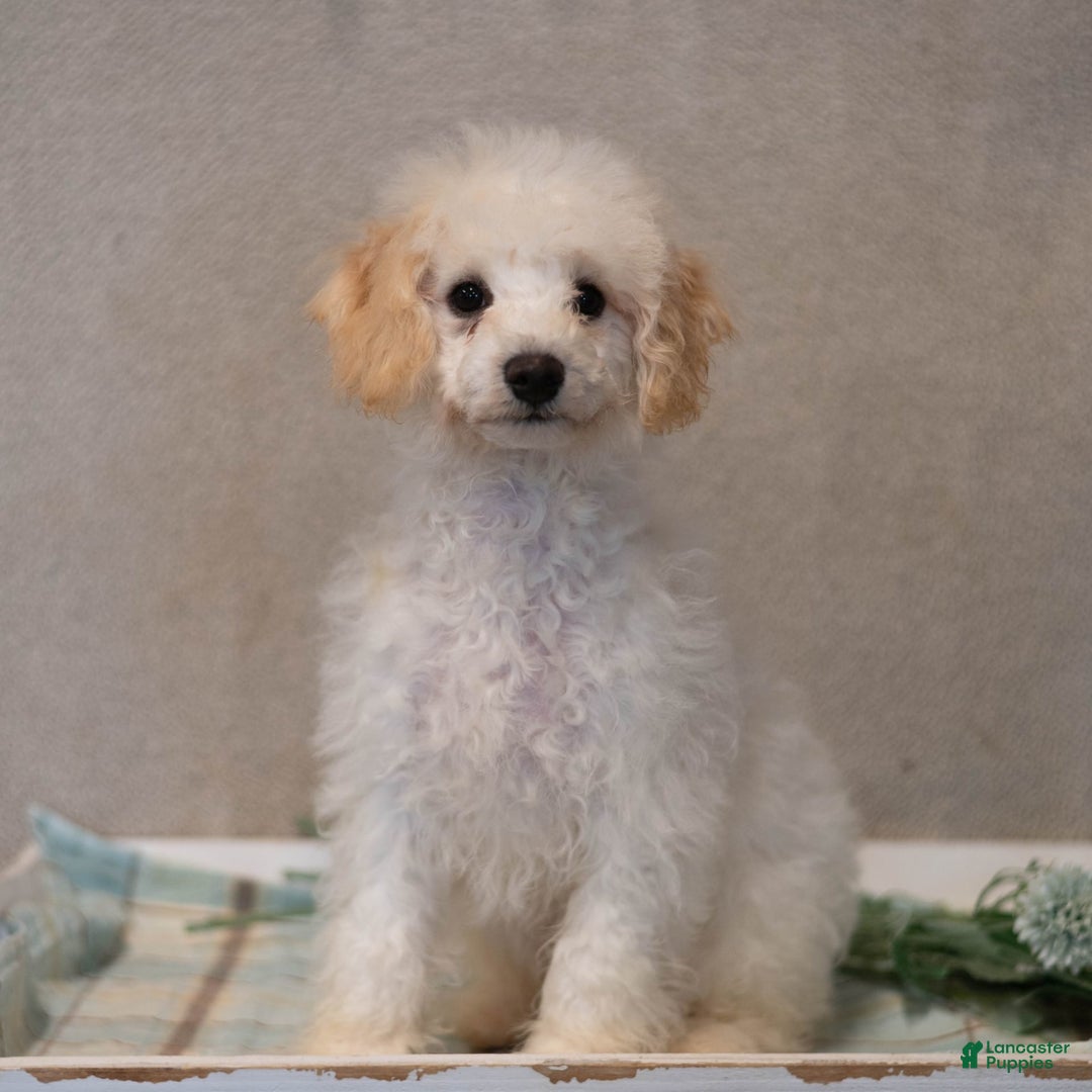 Bichpoo dogs for sale: Konnor - Image 1