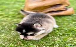 Pomsky dogs for sale: Selene - Image 13