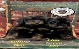 Mini Bernedoodle dogs for sale: Aelas Lime Green Boy - Image 17