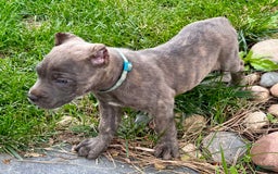 Cane Corso dogs for sale: Bella - Image 7