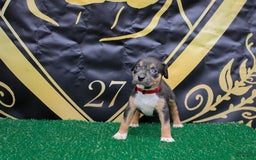 American Bully dogs for sale: Red Collar - Image 3