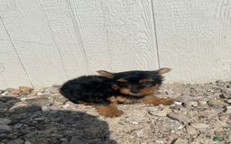 Yorkshire Terrier dogs for sale: Dewey - Image 8