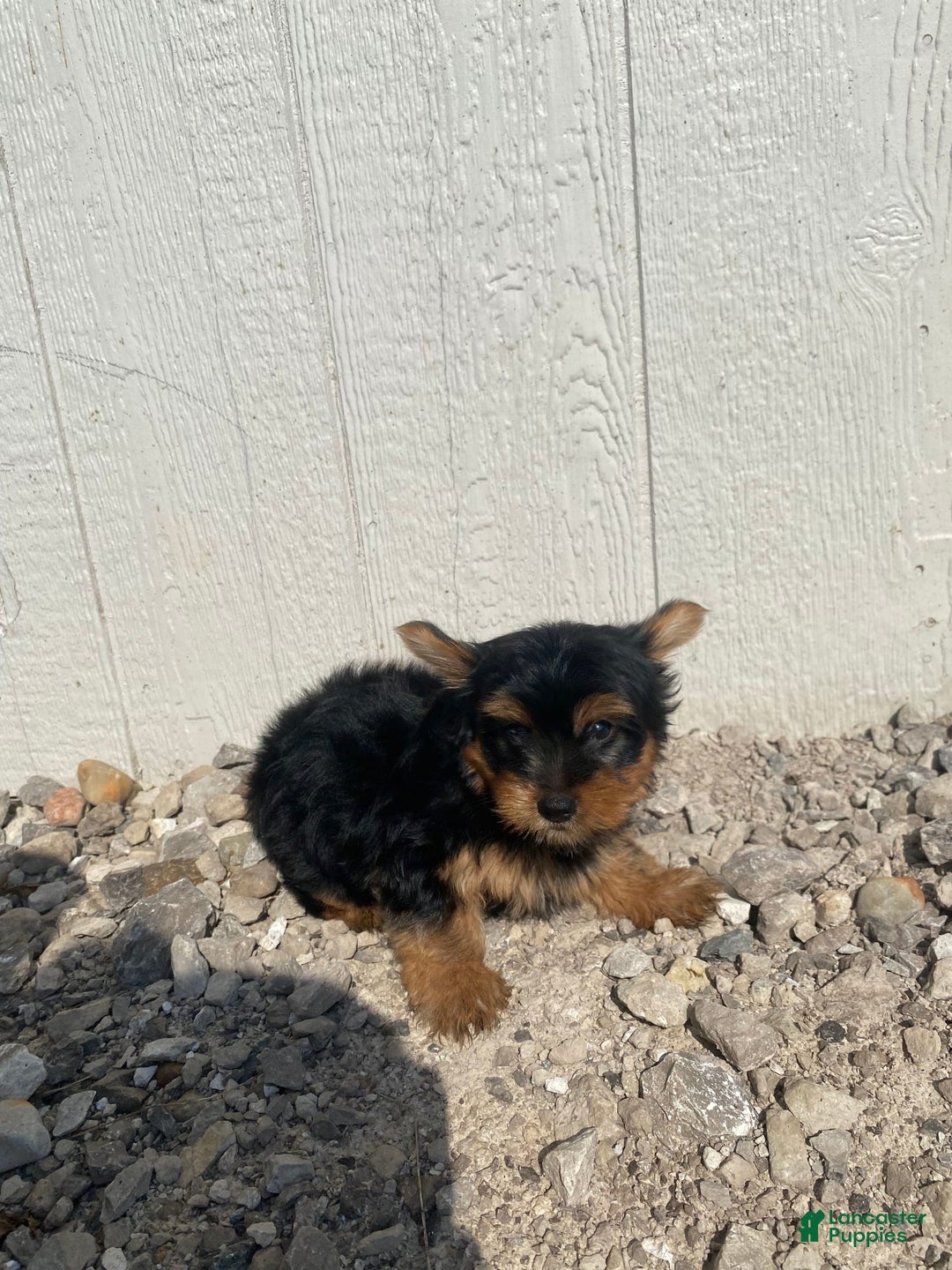 Yorkshire Terrier dogs for sale: Dewey - Image 8