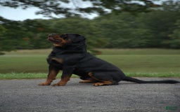 Rottweiler dogs for sale: Luna - Image 3