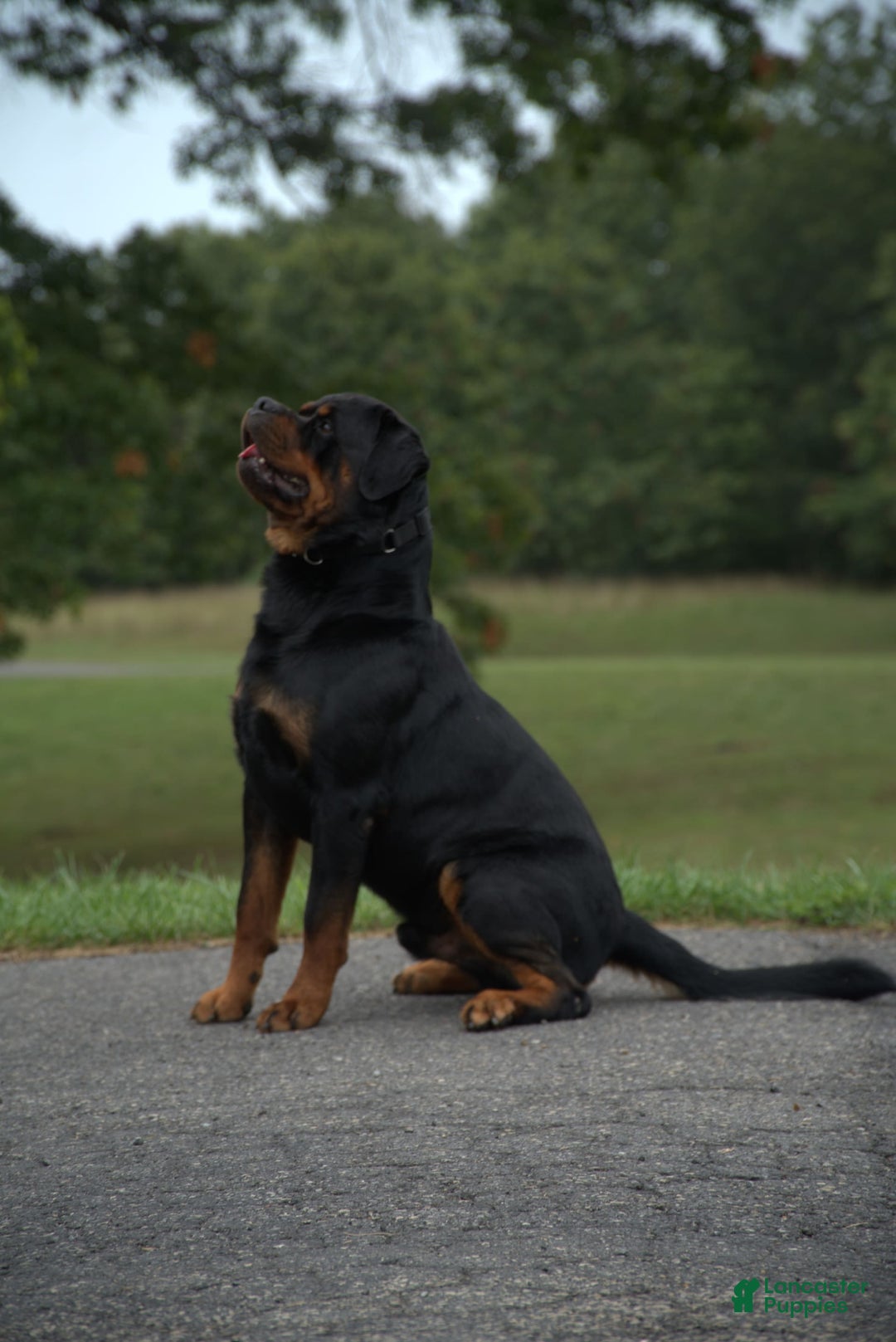 Rottweiler dogs for sale: Luna - Image 3