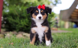 Mini Bernedoodle dogs for sale: Nova - Image 1
