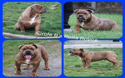 Olde English Bulldogge dogs for sale: Brisket - Image 6
