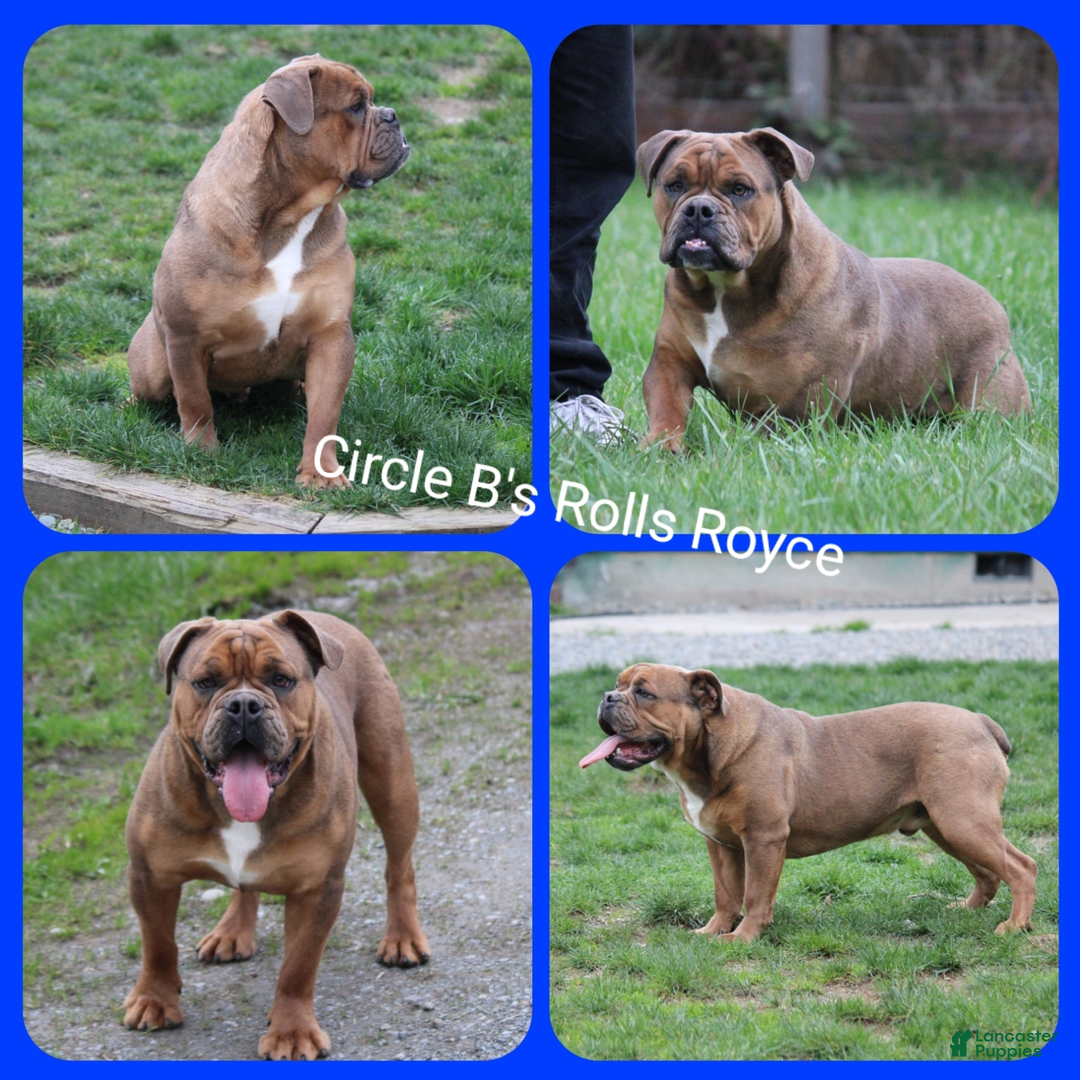 Olde English Bulldogge dogs for sale: Brisket - Image 6