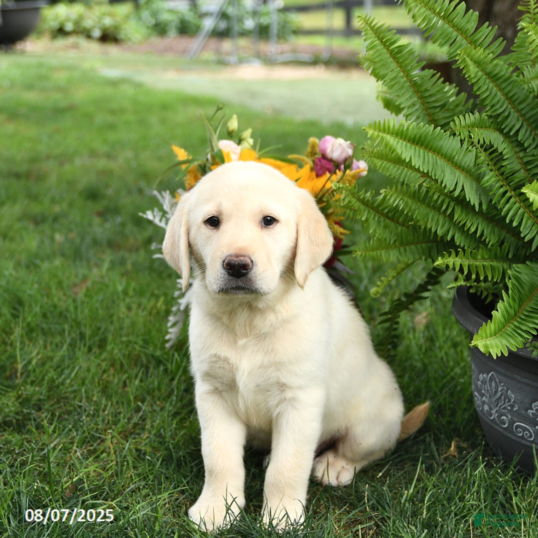 Goldador dogs for sale: Sarge - Image 5