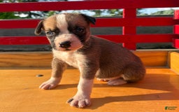 Boxer dogs for sale: Polly - Image 3