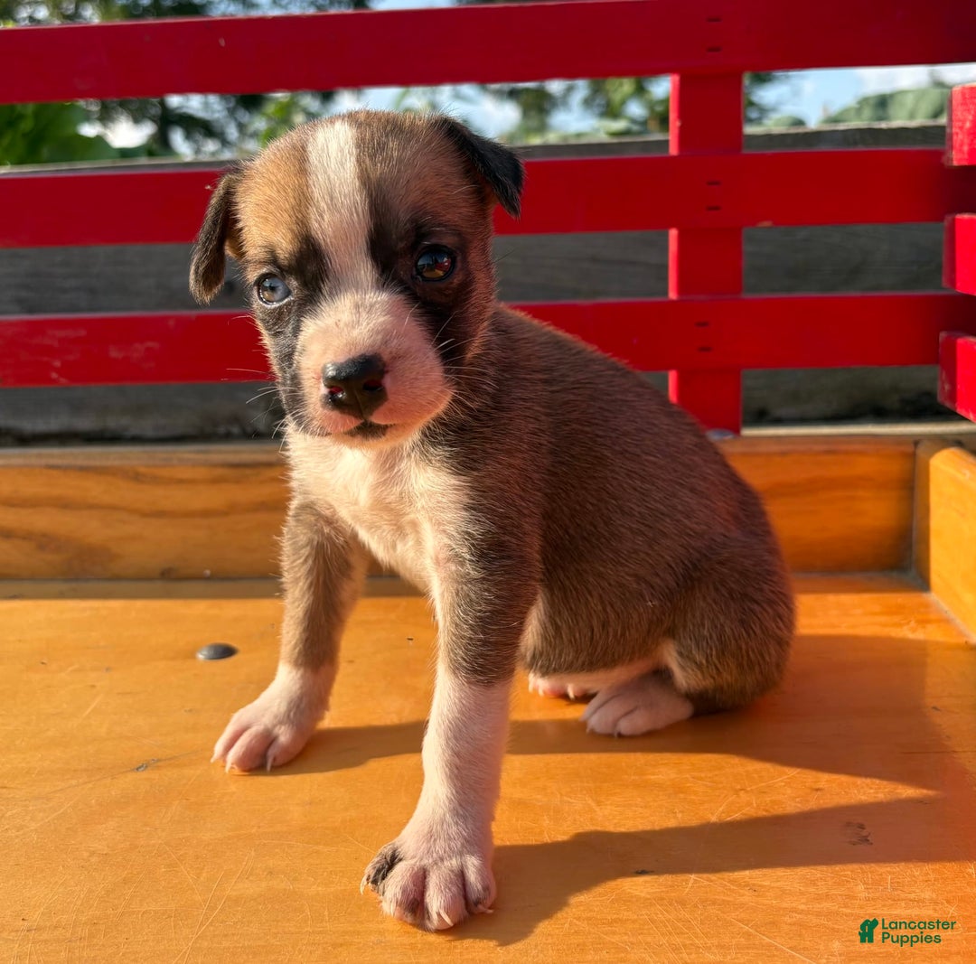 Boxer dogs for sale: Polly - Image 3