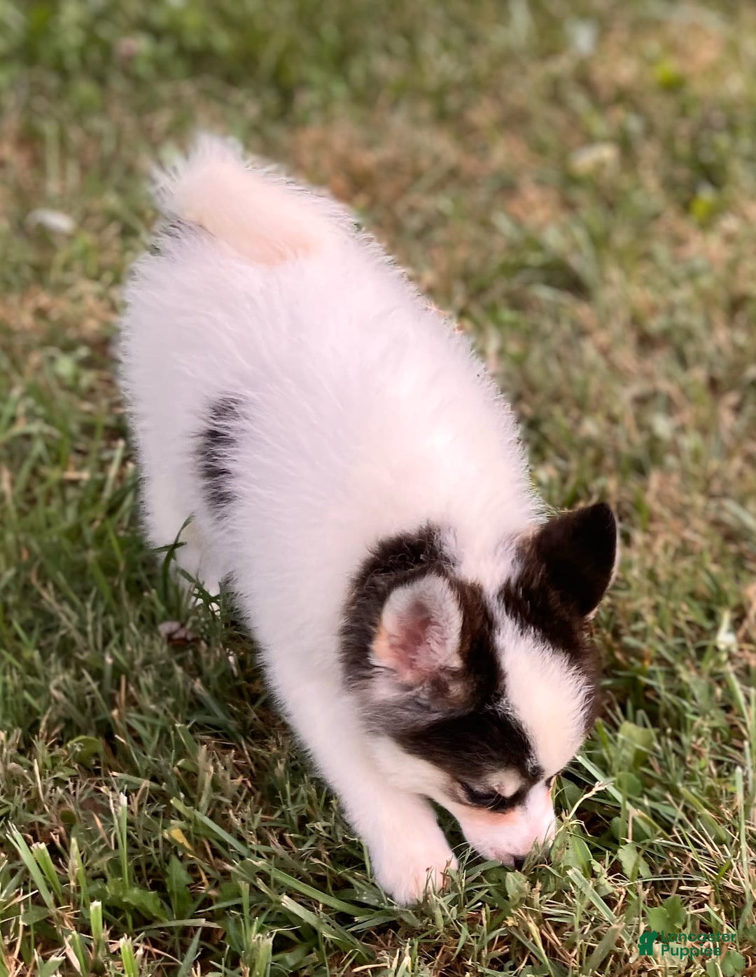 Pomsky dogs for sale: Sweet Girlie - Image 3