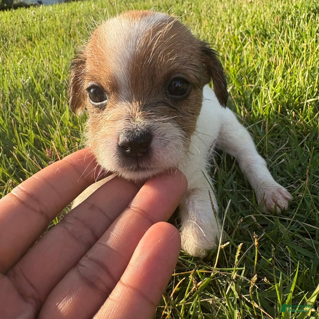 Jack Russell Terrier dogs for sale: Rocko - Image 9
