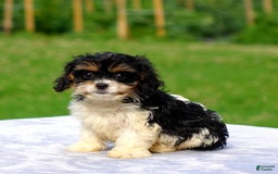 Cavachon dogs for sale: Aden - Image 3