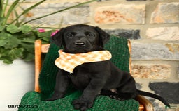 Labrador Retriever dogs for sale: Sundae - Image 3