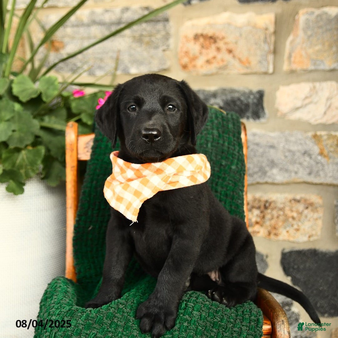 Labrador Retriever dogs for sale: Sundae - Image 3
