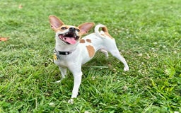 Chihuahua dogs for sale: Willow - Image 5